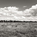 Schilder, Wolken an Gras