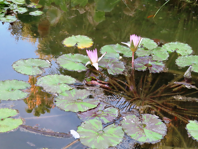 Valencia: Jardín botánico, 11