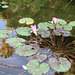 Valencia: Jardín botánico, 11