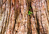 Giant Sequoia close-up in Hobart Botanical Gardens