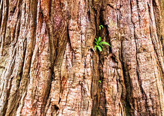 Giant Sequoia close-up in Hobart Botanical Gardens