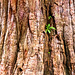 Giant Sequoia close-up in Hobart Botanical Gardens