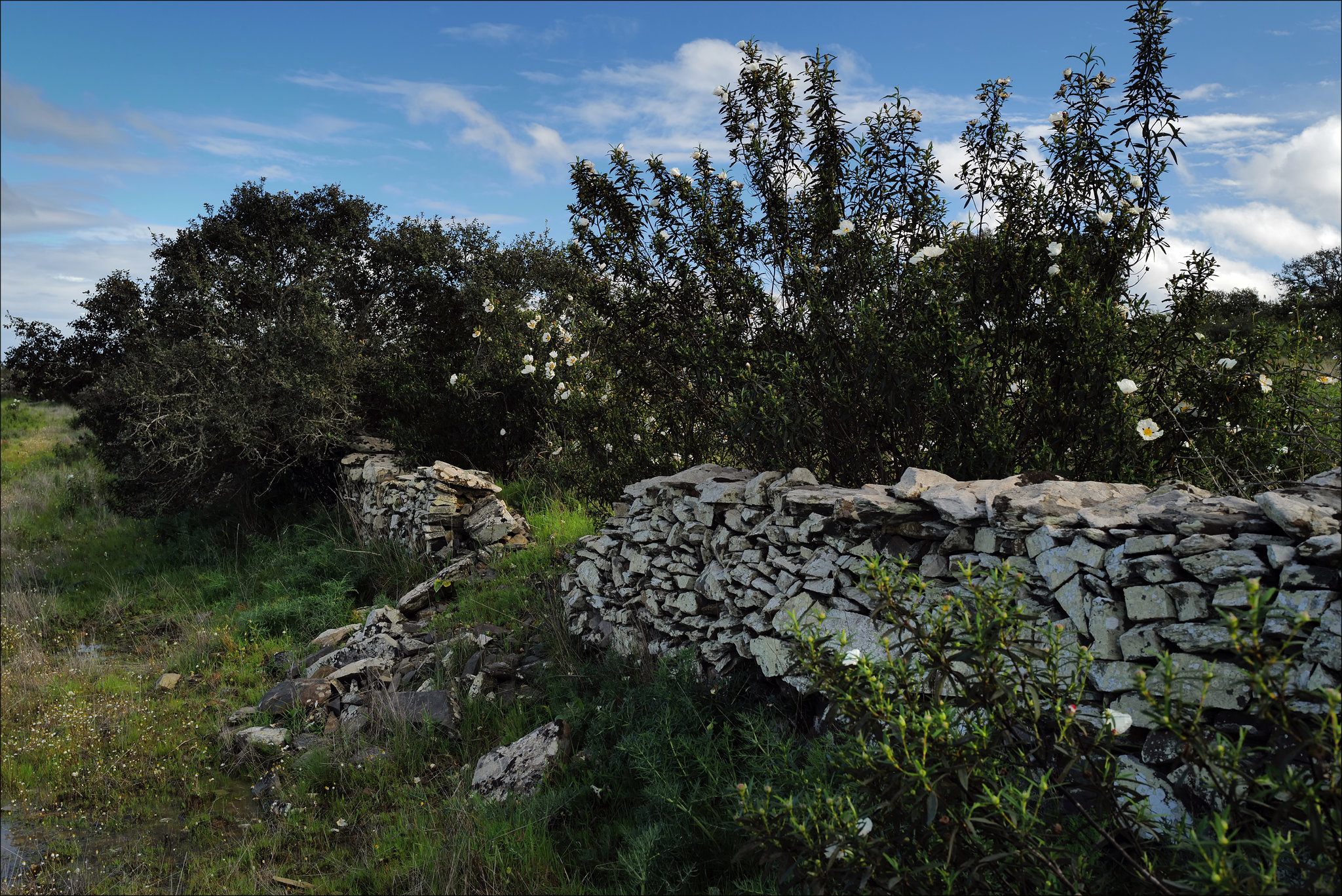 Penedos, HFF