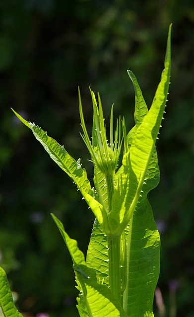 Teasel