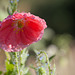 296/366: Pink Poppy Covered with Droplets