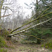 Fallen Tree At Loch Katrine