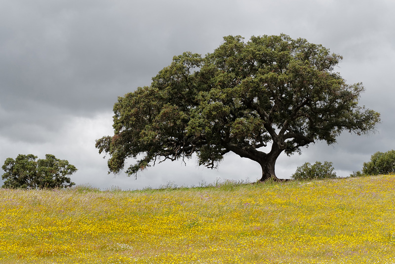 Azinheira, Quercus ilex