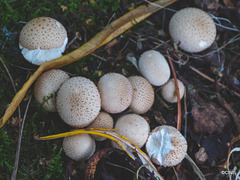 Puffballs on old Telegraph pole being used as garden step