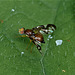 Fruit Fly...only 3 or 4mm