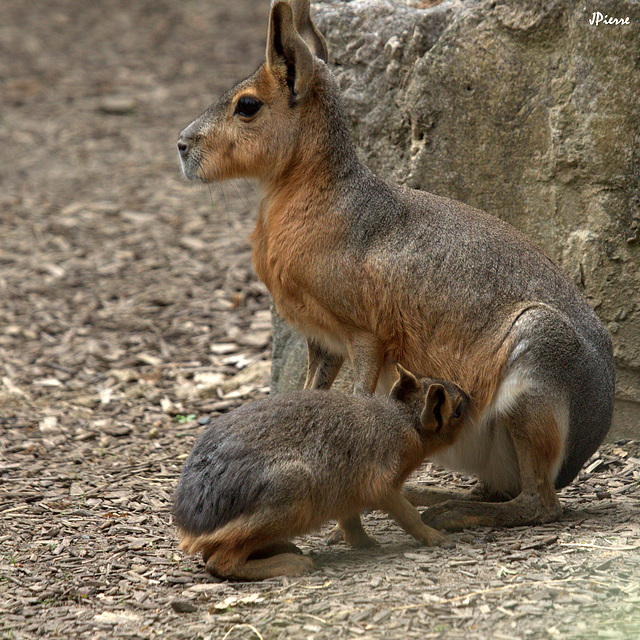 Mara et son petit