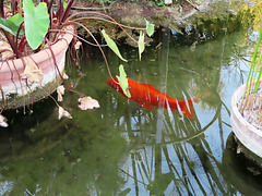 Valencia: Jardín botánico, 12