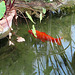 Valencia: Jardín botánico, 12