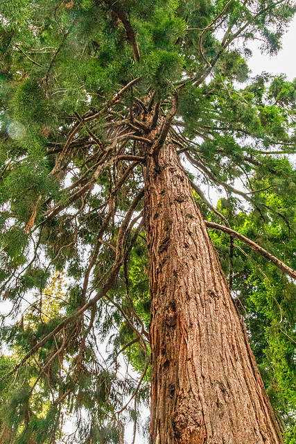 Giant Sequoia in Hobart Botanical Gardens