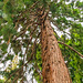 Giant Sequoia in Hobart Botanical Gardens