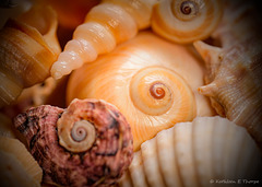 She Sells Seashells