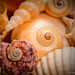 She Sells Seashells