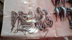 Pieuvres assorties / Assorted octopuses