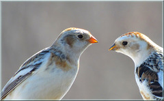 Tendresse