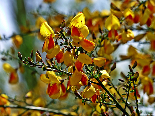 Färber-Ginster (Genista tinctoria)