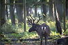 20151010 9254VRTw [D~H] Rentier (Rangifer tarandus), Wisentgehege, Springe-Deister