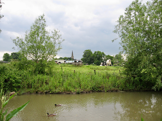 Ivy House Farm and the Church of St Margaret of Antioch at Stoke Golding from the Ashby Canal