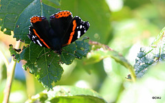 A swarm of Red Admirals were settling round the ripe Victoria plums in the orchard in this morning's sunshine...