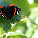 A swarm of Red Admirals were settling round the ripe Victoria plums in the orchard in this morning's sunshine...