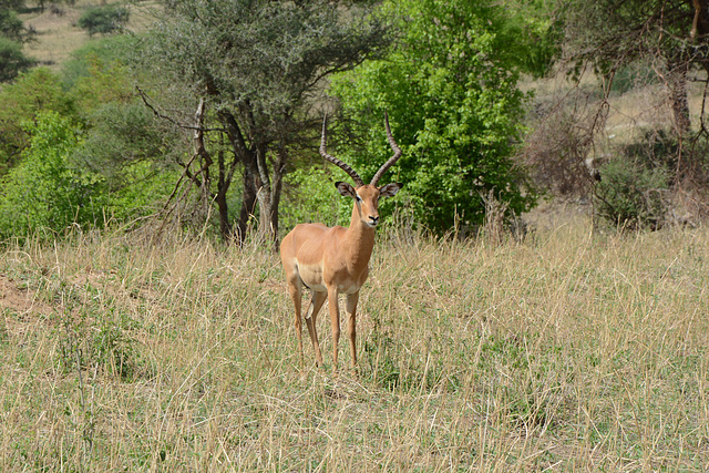 Tarangire, The Adult Male of Impala