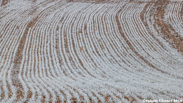 Frosted cereal