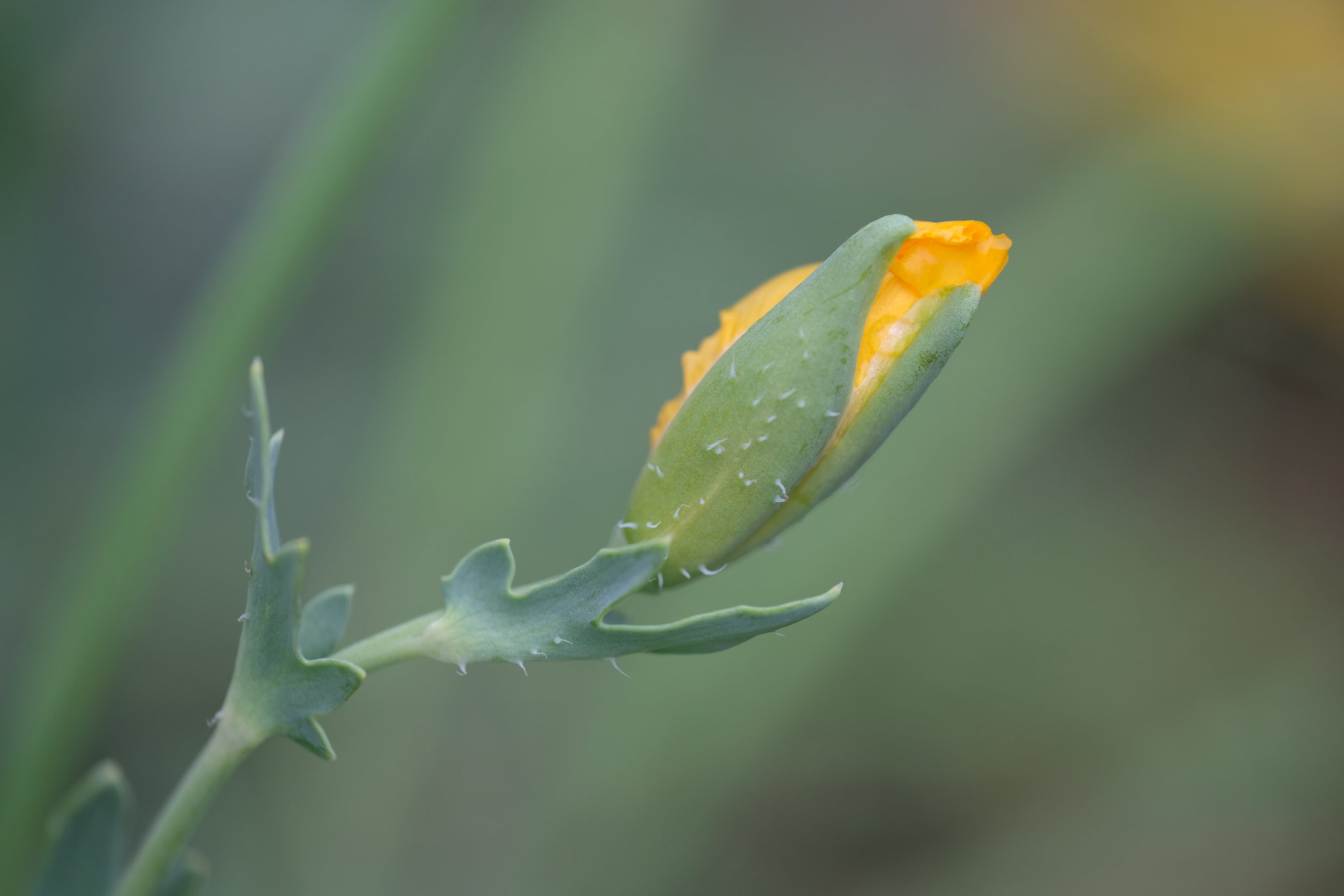 DSCF5353