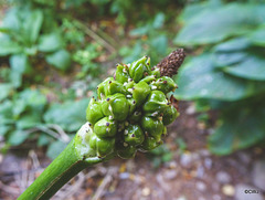 Canna Lily seedpod