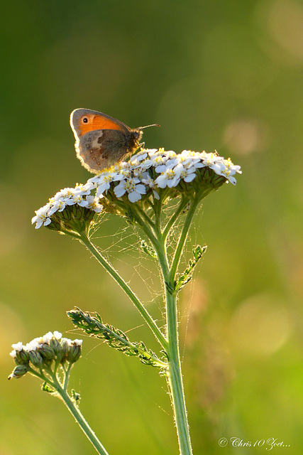 Small Heath ~ Hooibeestje (Coenonympha pamphilus) still asleep...