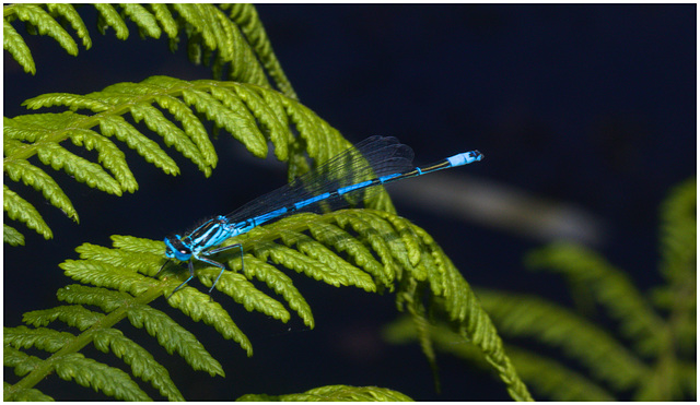 EF7A3989 Damselfly