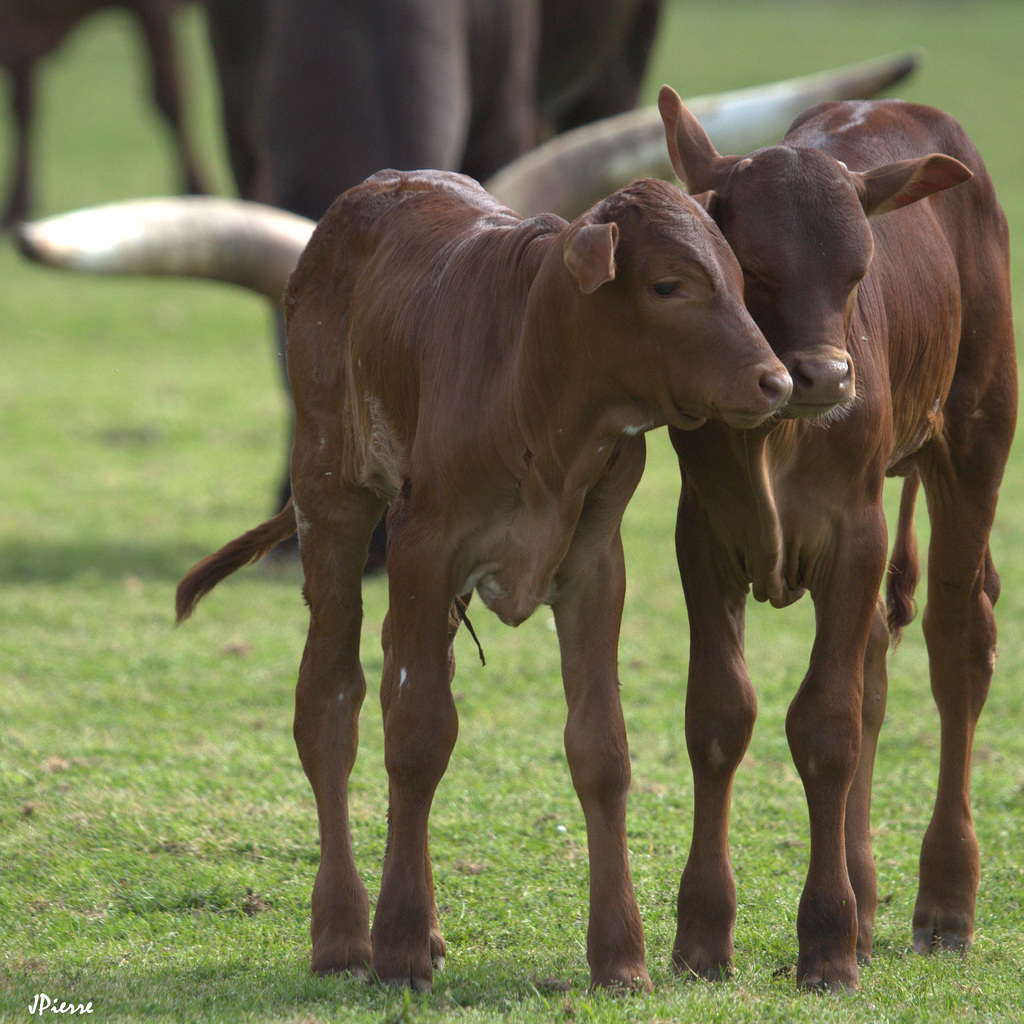 Watusi junior