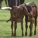 Watusi junior