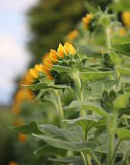 Sonnenblumenblühen