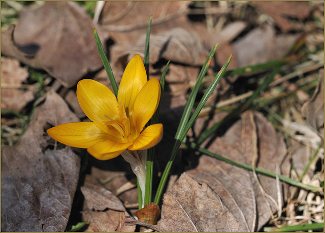 Crocus shows its face