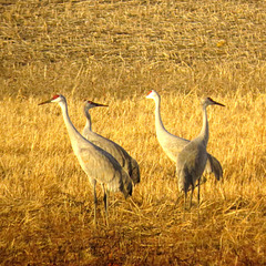 Sandhill cranes