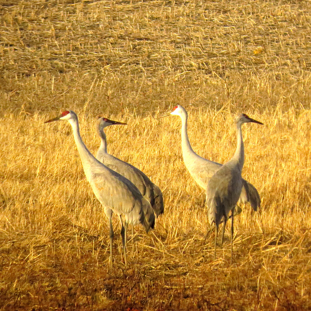 Sandhill cranes