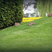 166/365 - Hasen/Rabbits/Lapins