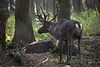 20151010 9255VRTw [D~H] Rentier (Rangifer tarandus), Wisentgehege, Springe-Deister