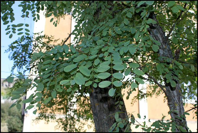 Robinier faux-acacia