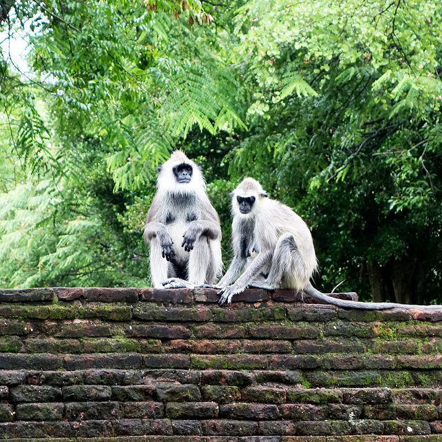 Polonnaruwa, Sri Lanka tour - the sixth day