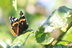 A swarm of Red Admirals were settling round the ripe Victoria plums in the orchard in this morning's sunshine...