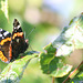 A swarm of Red Admirals were settling round the ripe Victoria plums in the orchard in this morning's sunshine...