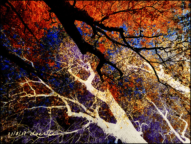 Looking up into the treetops