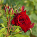 Le nom de la rose. Amour. (3)