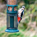 Great spotted woodpecker