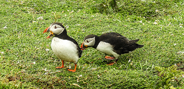 20190612 5090CPw [R~GB] Papageitaucher,  Skomer, Wales