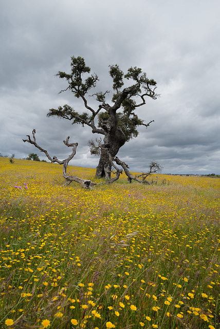 Azinheira, Quercus ilex